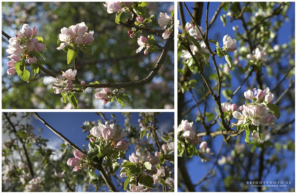 fotograf_i_ljungby_Appeltrad_blommar_i_Stora_Mellby
